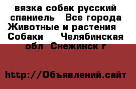 вязка собак русский спаниель - Все города Животные и растения » Собаки   . Челябинская обл.,Снежинск г.